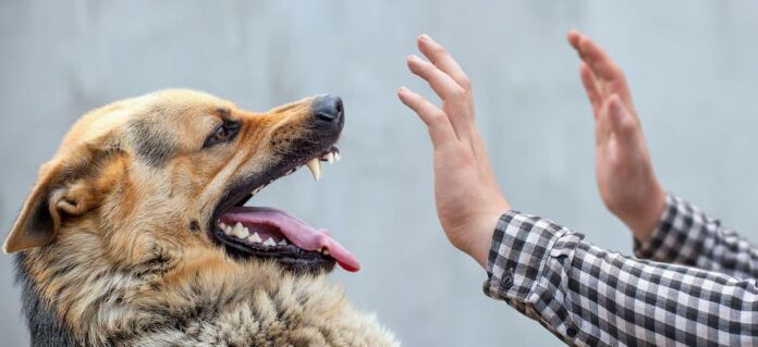 ataque-de-perro-1200x550-cc-c7c90fae-focus-0-0-895-573