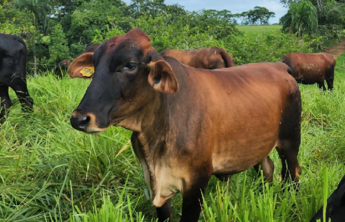 vacas