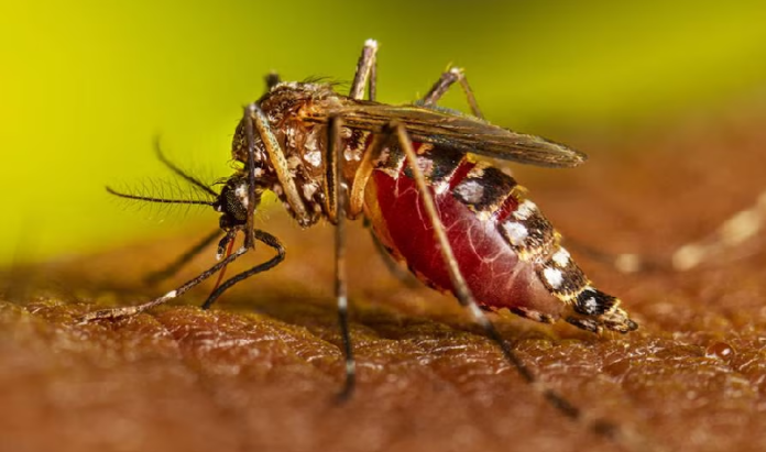 mosquito