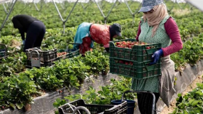 trabajadores-migrantes-del-sector-agricola-son-explotados-en-europa-focus-0-0-896-504