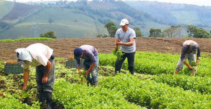 empleos-agropecuaria-dominicana-780x405-1