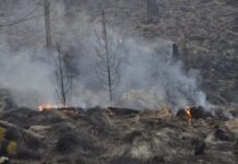 BONAO: Brigadas luchan contra fuego en el Parque Nacional Valle Nuevo
