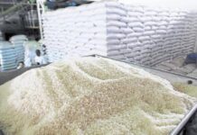 Arroz de RD: apertura comercial y seguridad alimentaria