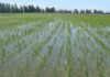 SANTIAGO DE LOS CABALLEROS: RD negocia con EEUU decreto protege su producción de arroz
