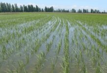 SANTIAGO DE LOS CABALLEROS: RD negocia con EEUU decreto protege su producción de arroz