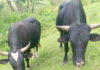OCOA: Cuatreros imbatibles: Denuncian el robo de caballos, mulos, vacas, cerdos y bueyes en Ocoa