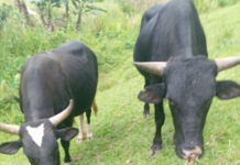 OCOA: Cuatreros imbatibles: Denuncian el robo de caballos, mulos, vacas, cerdos y bueyes en Ocoa
