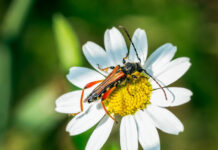 Comienza la COP17 con el desafío de acelerar la protección de la biodiversidad en la Tierra