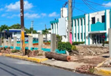 BANI: Indignación en Baní por tala masiva de robles históricos