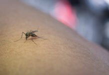 ¿Cuál es la provincia con mayor incidencia de dengue en la República Dominicana?
