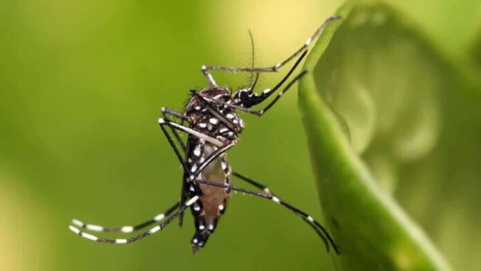 por-que-no-avanzo-una-solicitud-para-introducir-mosquito-modificado-4b446746-focus-0-0-896-504